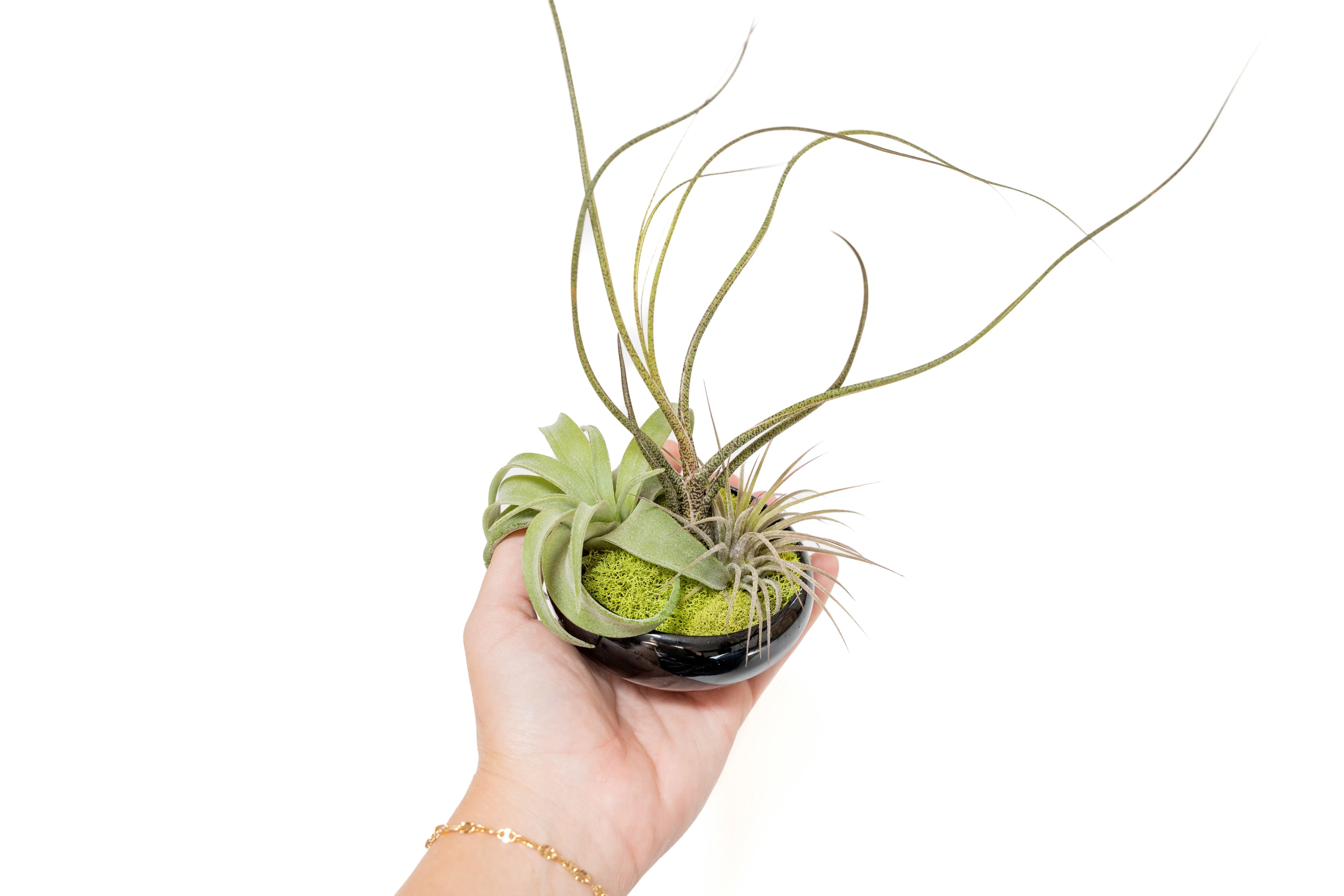 Wholesale - Fully Assembled Tillandsia Air Plant Dish Garden in Black Glazed Container