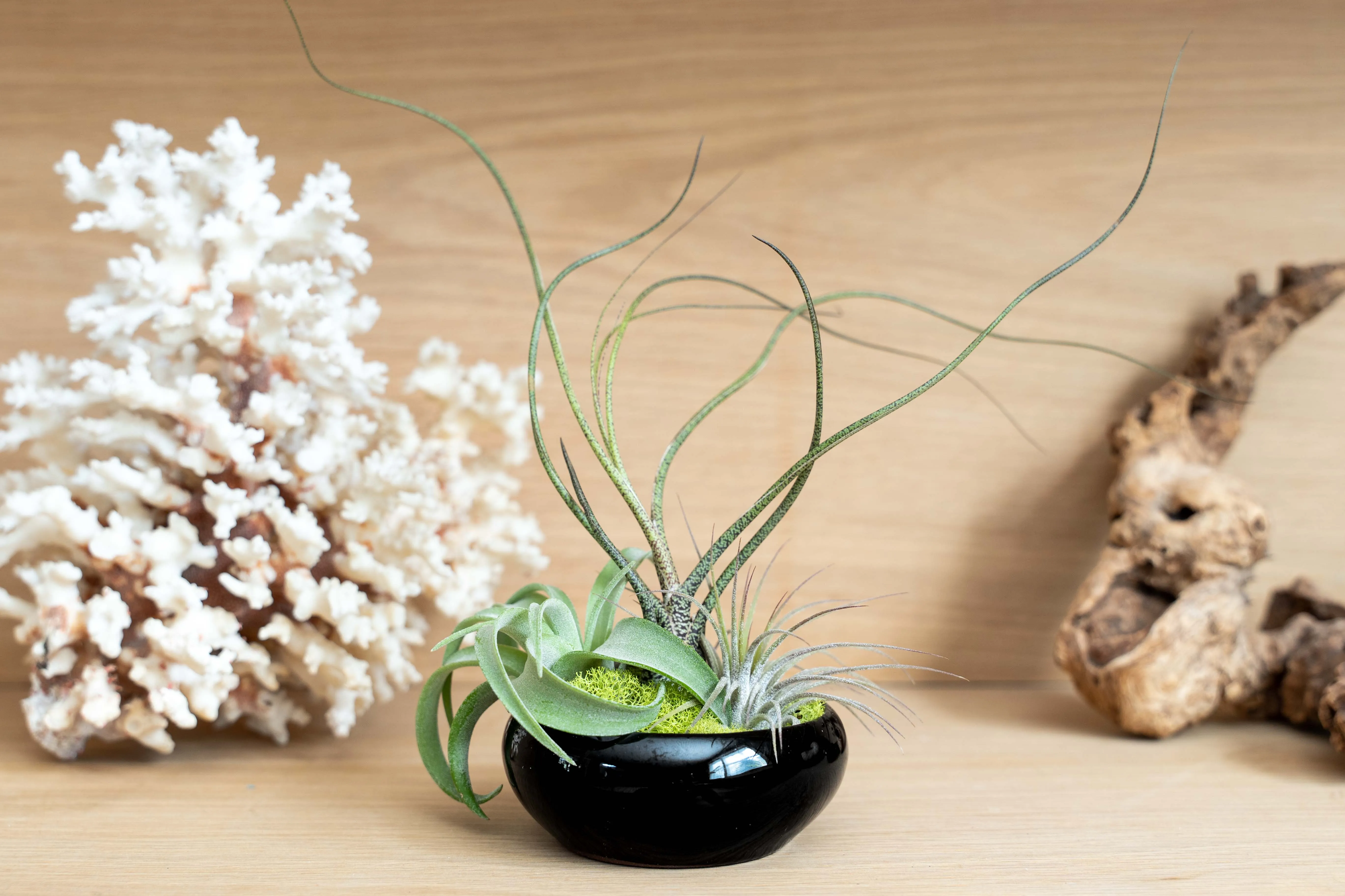 Wholesale - Fully Assembled Tillandsia Air Plant Dish Garden in Black Glazed Container