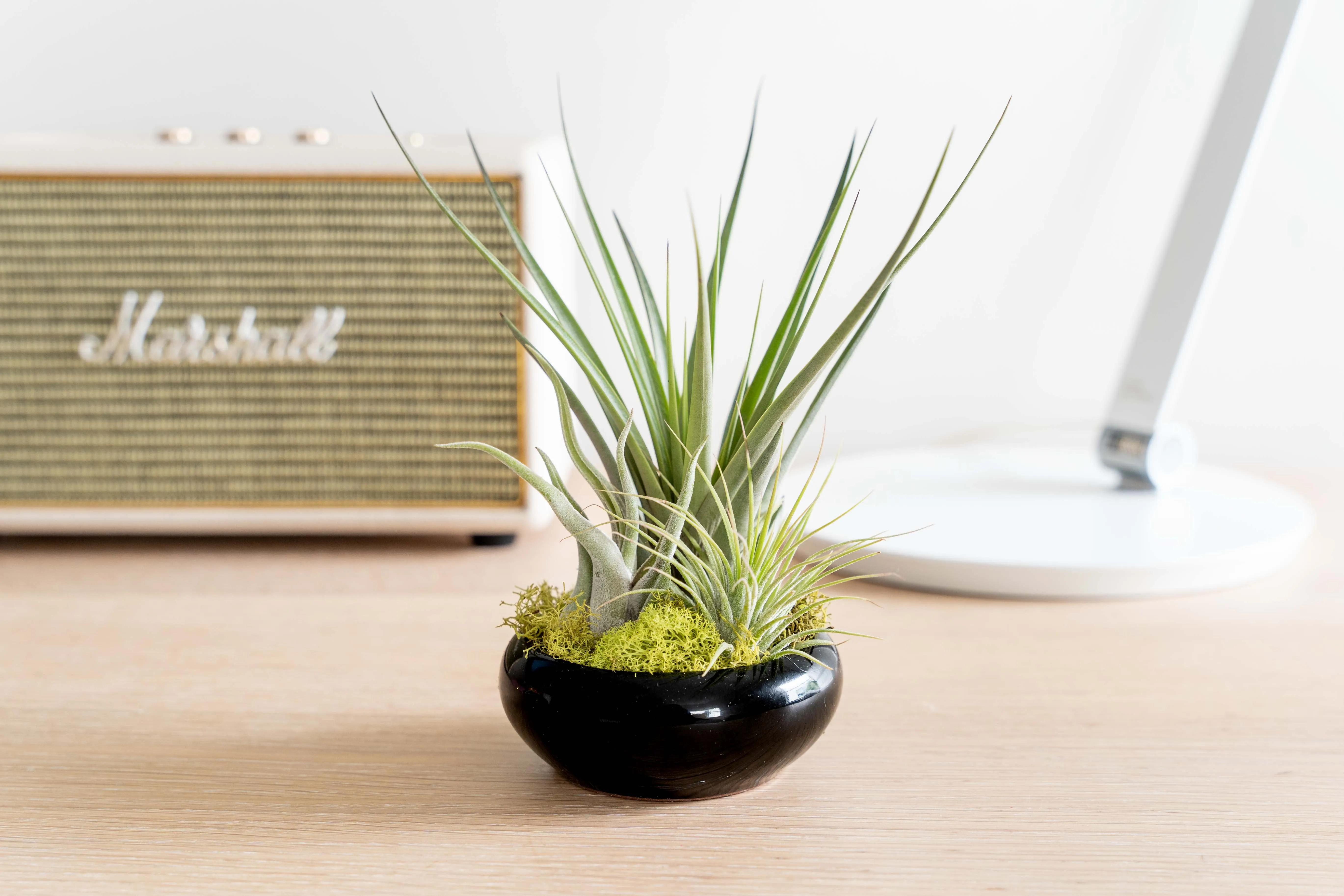 Wholesale - Fully Assembled Tillandsia Air Plant Dish Garden in Black Glazed Container