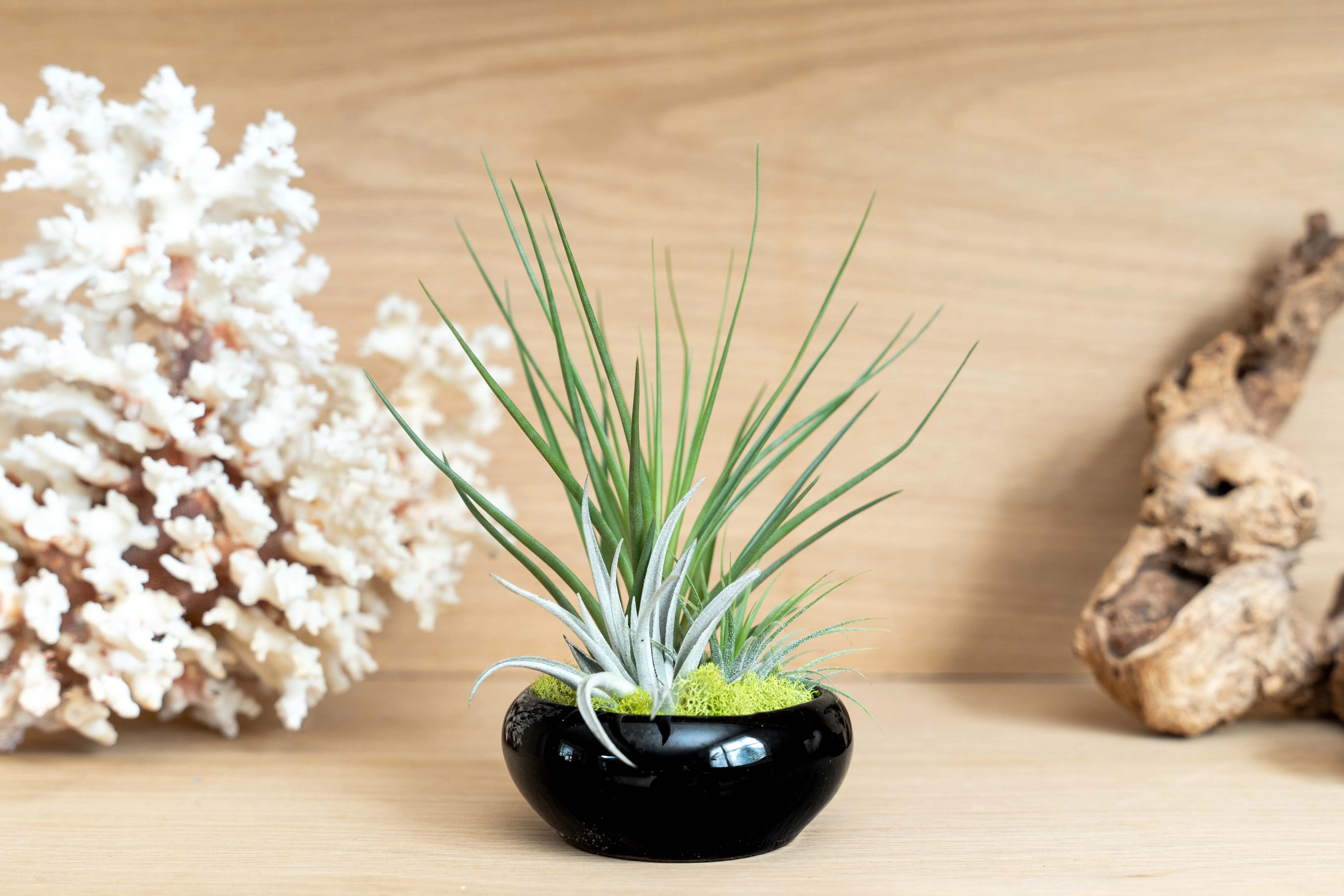 Wholesale - Miniature Black Glazed Tillandsia Air Plant Dish
