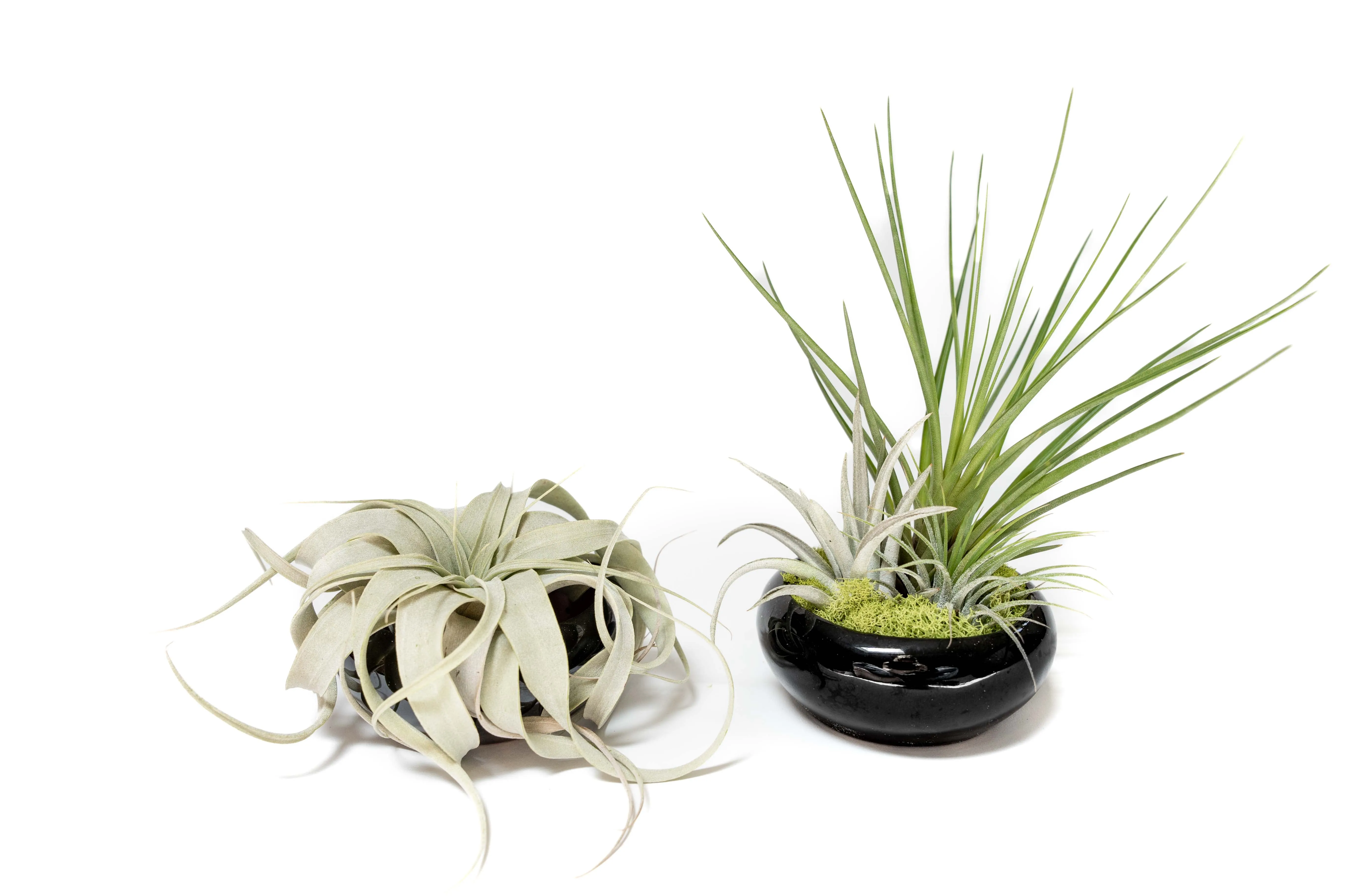 Wholesale - Miniature Black Glazed Tillandsia Air Plant Dish